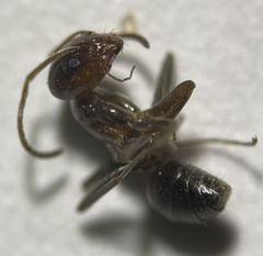 Dorymyrmex smithi