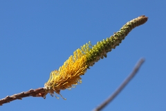 Grevillea eriostachya