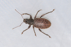 Brachyderes incanus