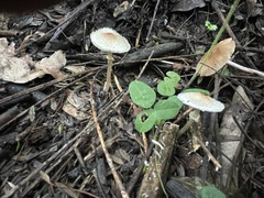 Verrucosporaceae