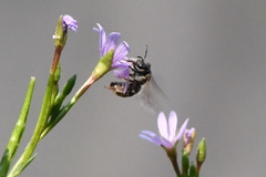 Halictus tripartitus