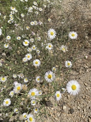 Erigeron divergens