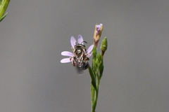 Halictus tripartitus