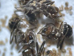 Dorymyrmex smithi