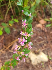 Lespedeza stuevei