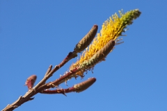 Grevillea eriostachya