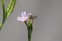 Halictus tripartitus