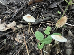 Verrucosporaceae