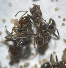 Dorymyrmex smithi