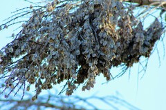 Beaucarnea recurvata