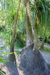 Beaucarnea recurvata