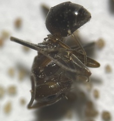 Dorymyrmex smithi