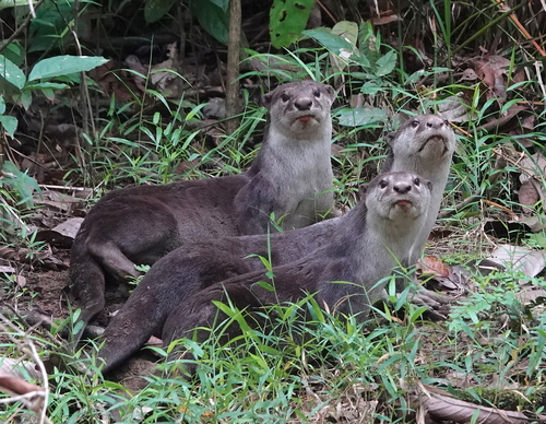 Smooth-coated Otter
