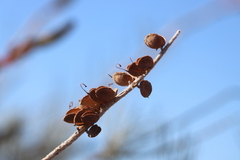 Grevillea eriostachya