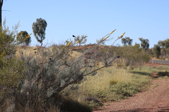 Grevillea eriostachya