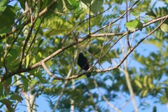 Ramphocelus passerinii