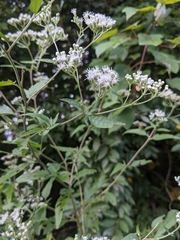 Eupatorium
