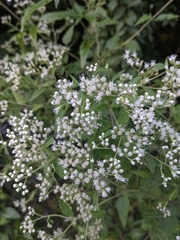 Eupatorium