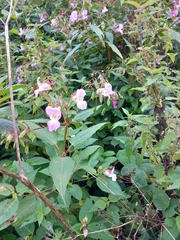 Impatiens glandulifera