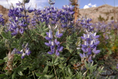 Lupinus lepidus