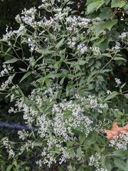 Eupatorium