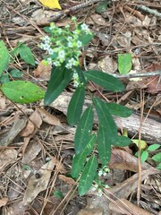 Euphorbia pubentissima