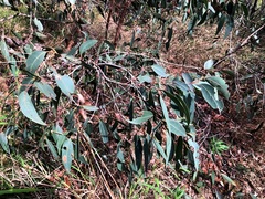 Eucalyptus carnea