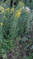Solidago canadensis