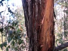Eucalyptus carnea