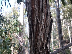 Eucalyptus carnea