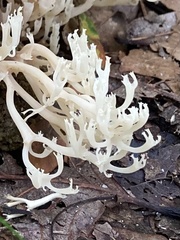 Clavariaceae