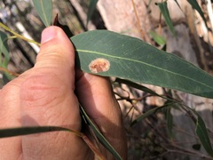 Eucalyptus carnea