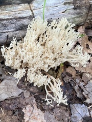 Clavariaceae