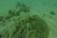 Halichoeres bivittatus