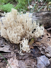 Clavariaceae
