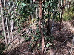 Eucalyptus carnea