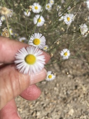 Erigeron divergens