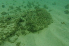 Halichoeres bivittatus