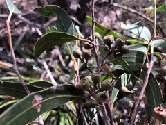 Eucalyptus carnea