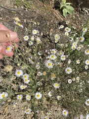 Erigeron divergens