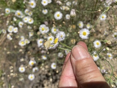 Erigeron divergens