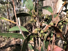 Eucalyptus carnea