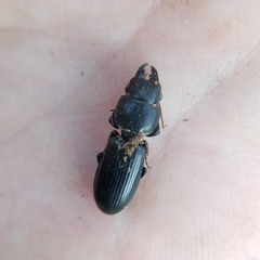 Scarites subterraneus