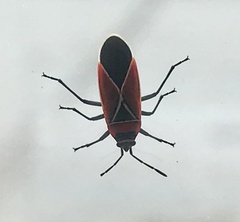 Neacoryphus bicrucis