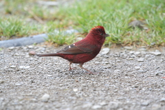 Carpodacus formosanus