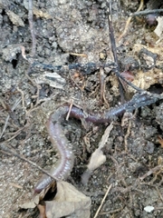 Lumbricus terrestris