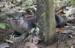 Lutrogale perspicillata