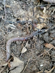 Lumbricus terrestris