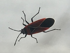 Neacoryphus bicrucis