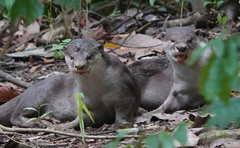 Lutrogale perspicillata